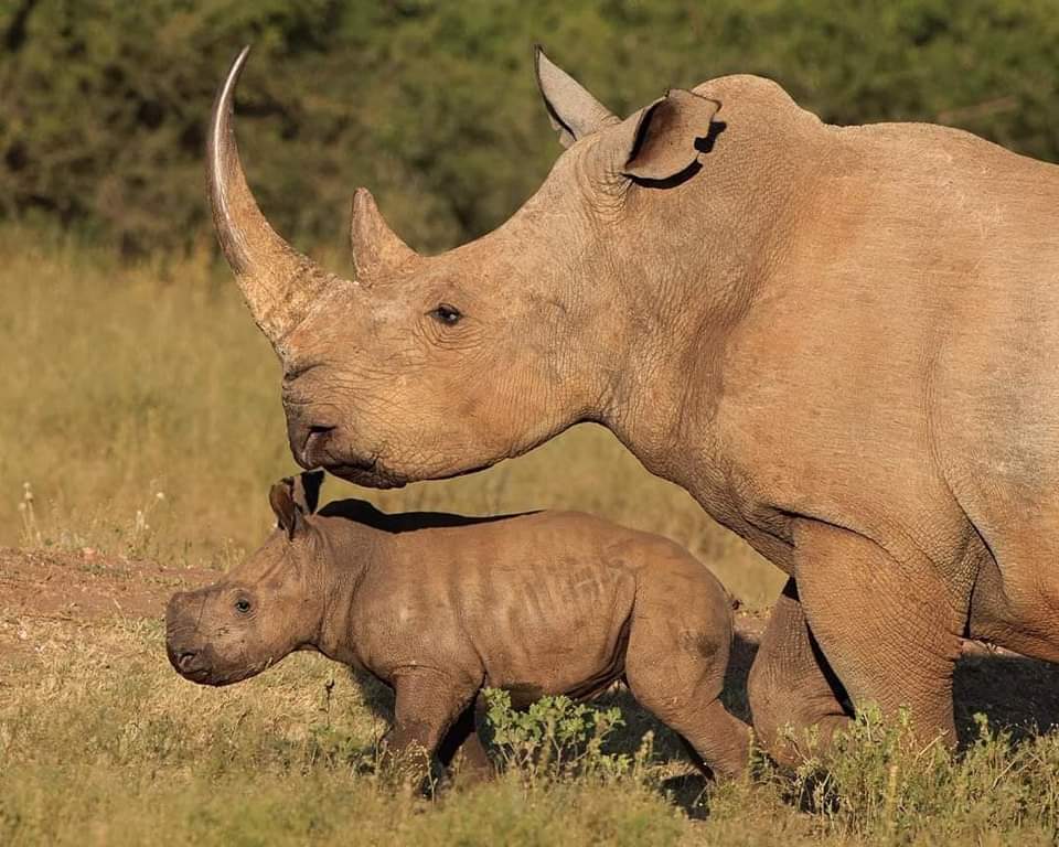 A rhino gazing in the plains of Kenya.